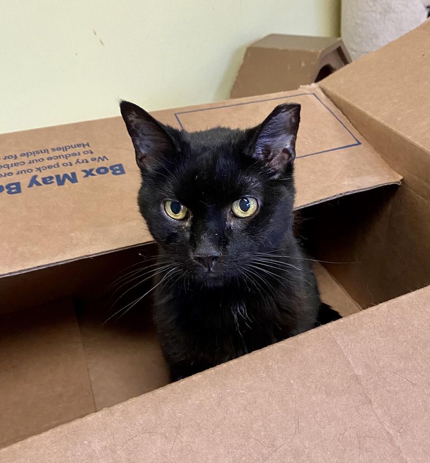 This is Merlin the cat