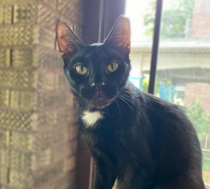 This image for Image Layouts addon