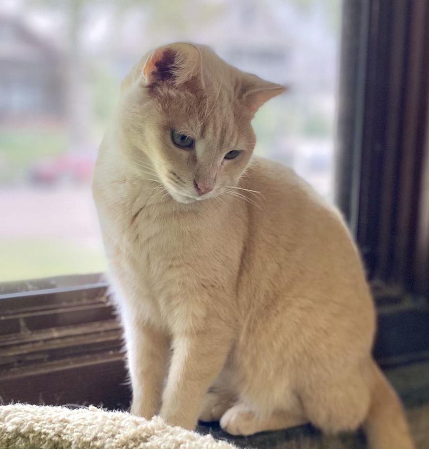 This image for Image Layouts addon