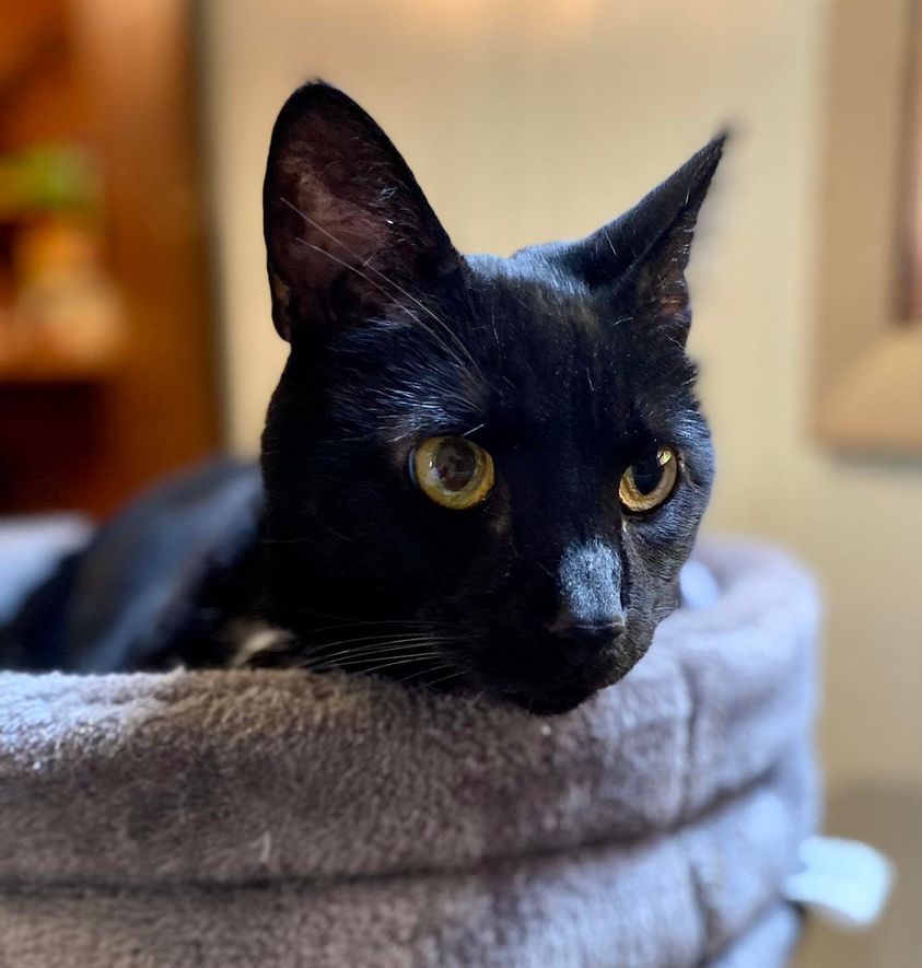 This is Onyx the cat