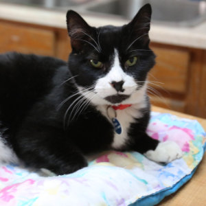 This image for Image Layouts addon